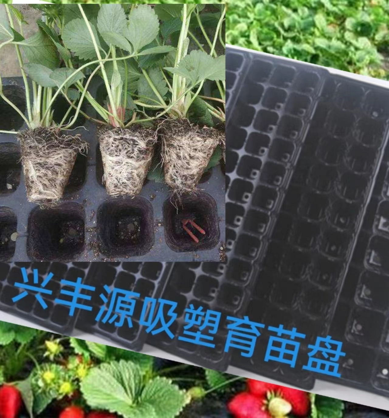淮北草莓育苗吸塑盘