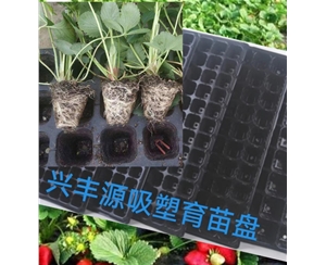 淮北草莓育苗吸塑盘